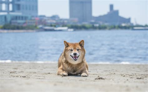 東京哪個海灘好玩 可以從地理和文化的角度來討論?